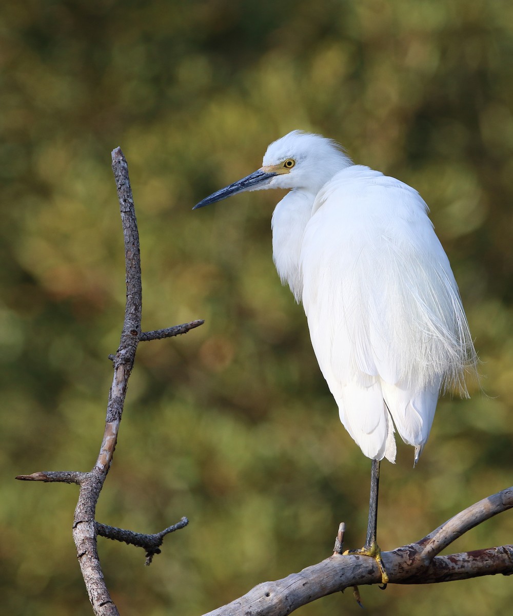 Snowy Egret - ML644974105