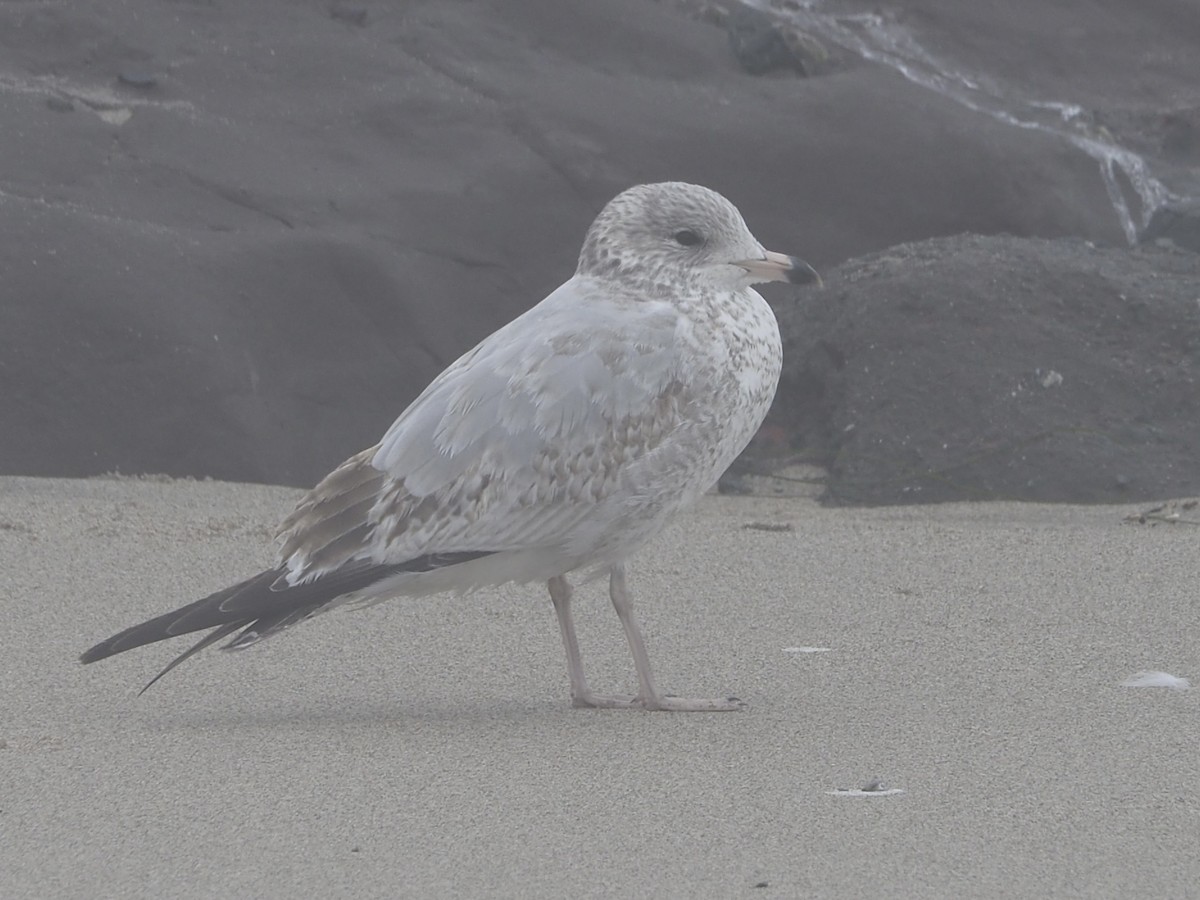 racek kroužkozobý - ML644974118