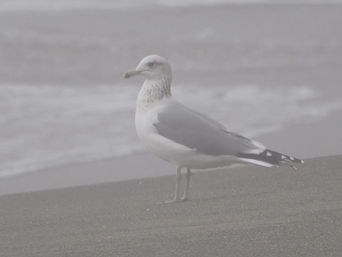 racek jezerní - ML644974119