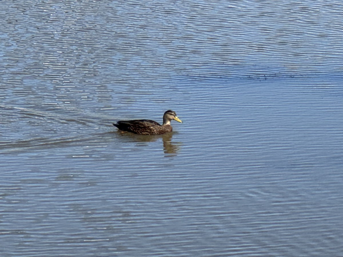 Mexican Duck - ML644974126