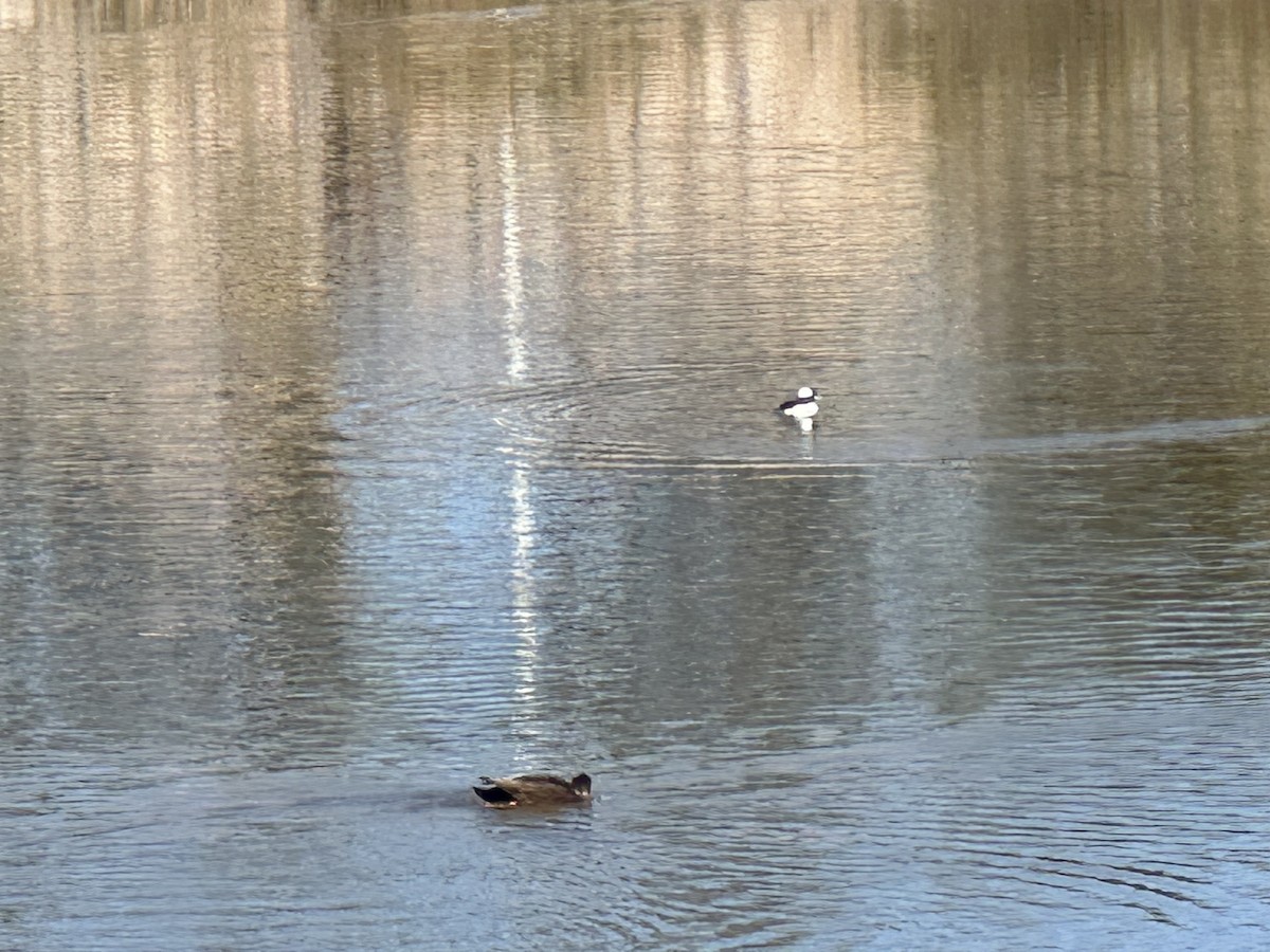 Bufflehead - ML644974142