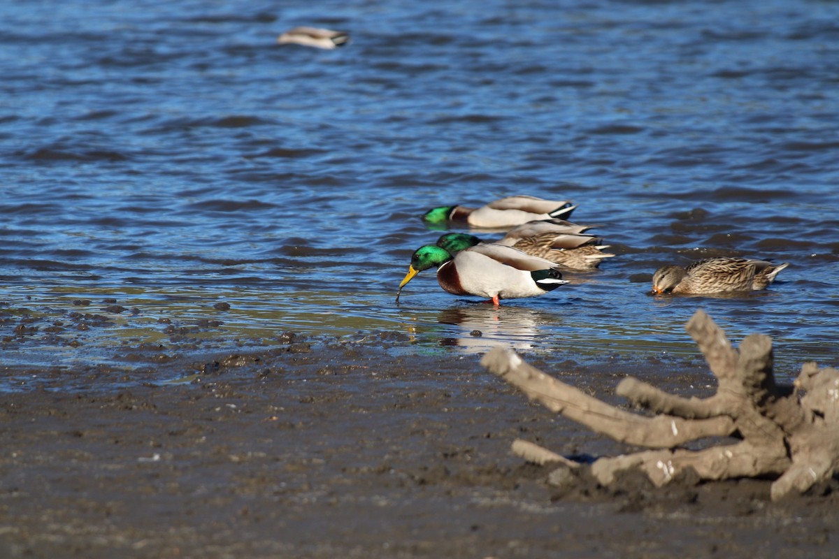 Mallard - ML644974144