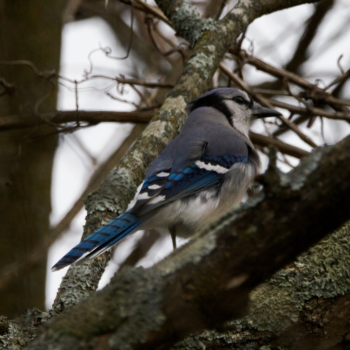 Blue Jay - ML644974145