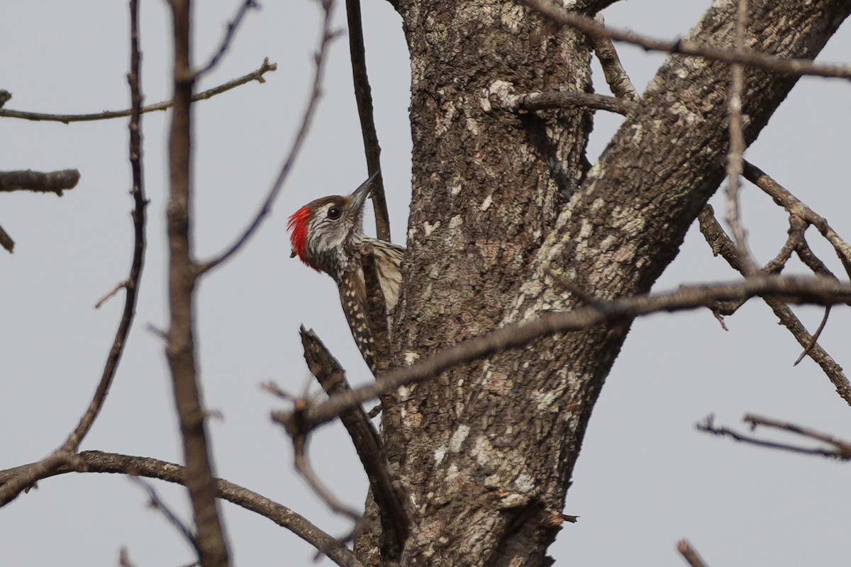 Pito Cardenal - ML644974158