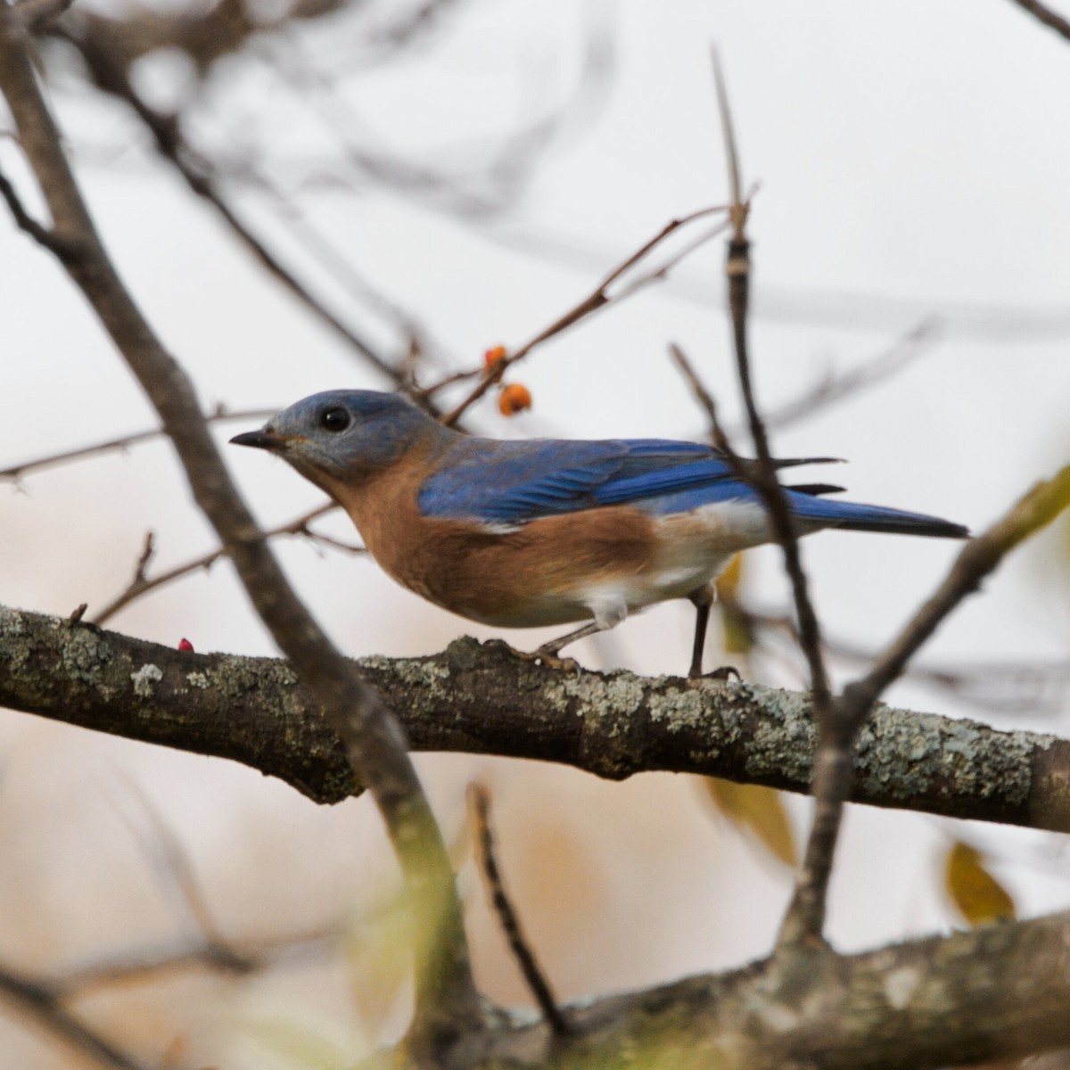 Eastern Bluebird - ML644974162
