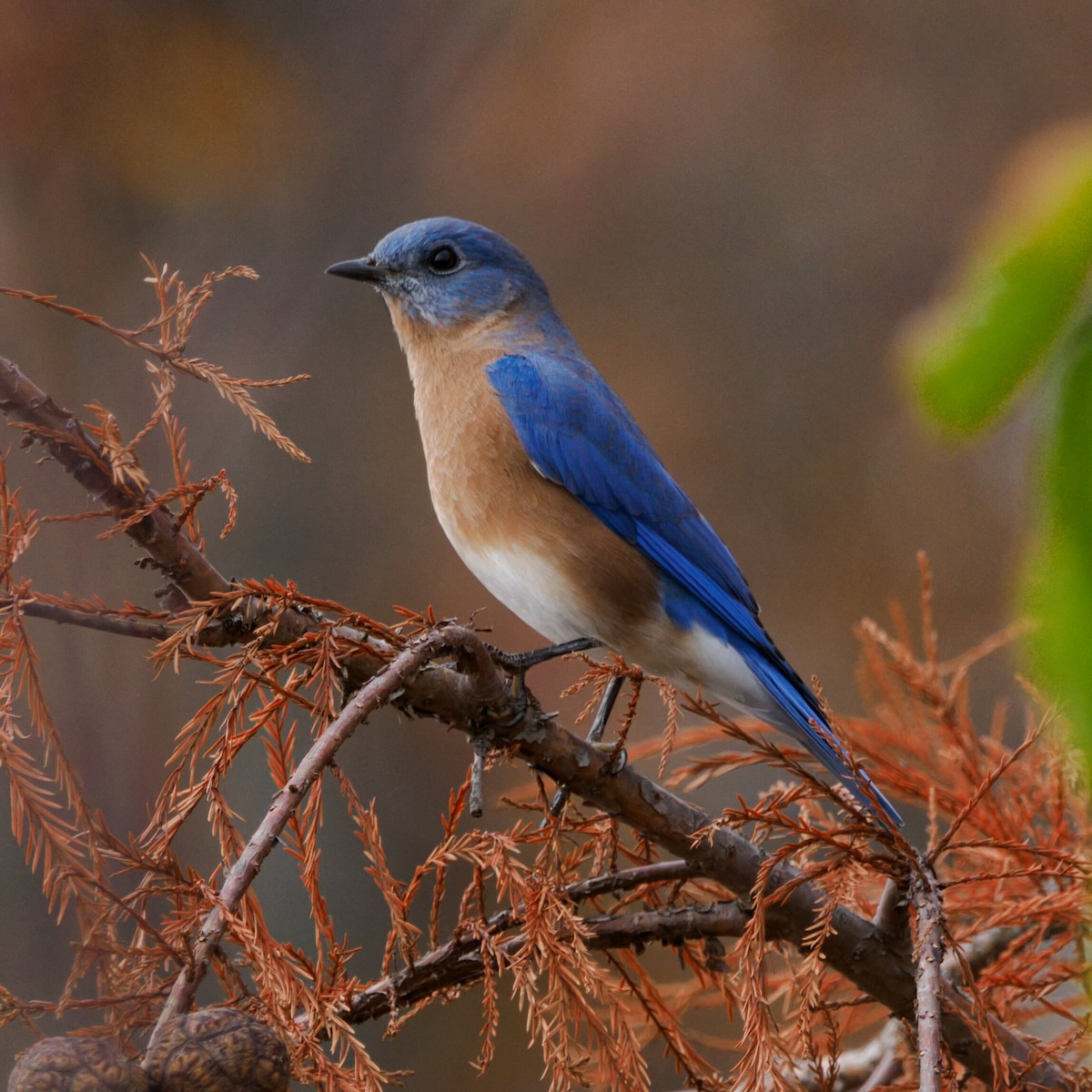 Eastern Bluebird - ML644974163