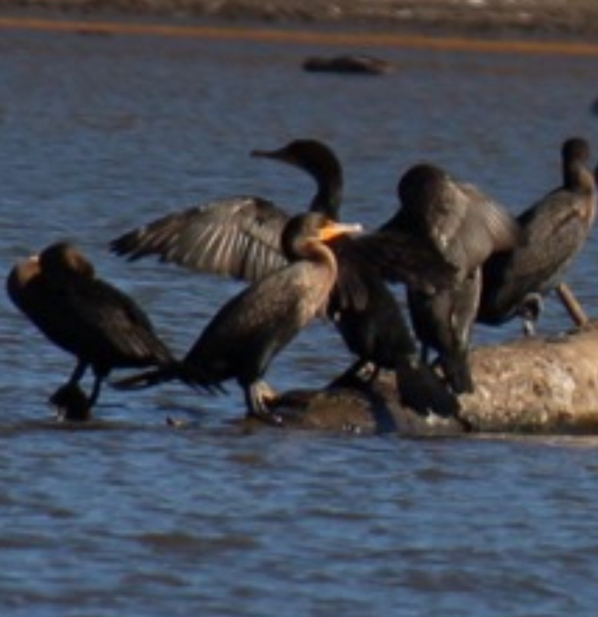 Double-crested Cormorant - ML644974169