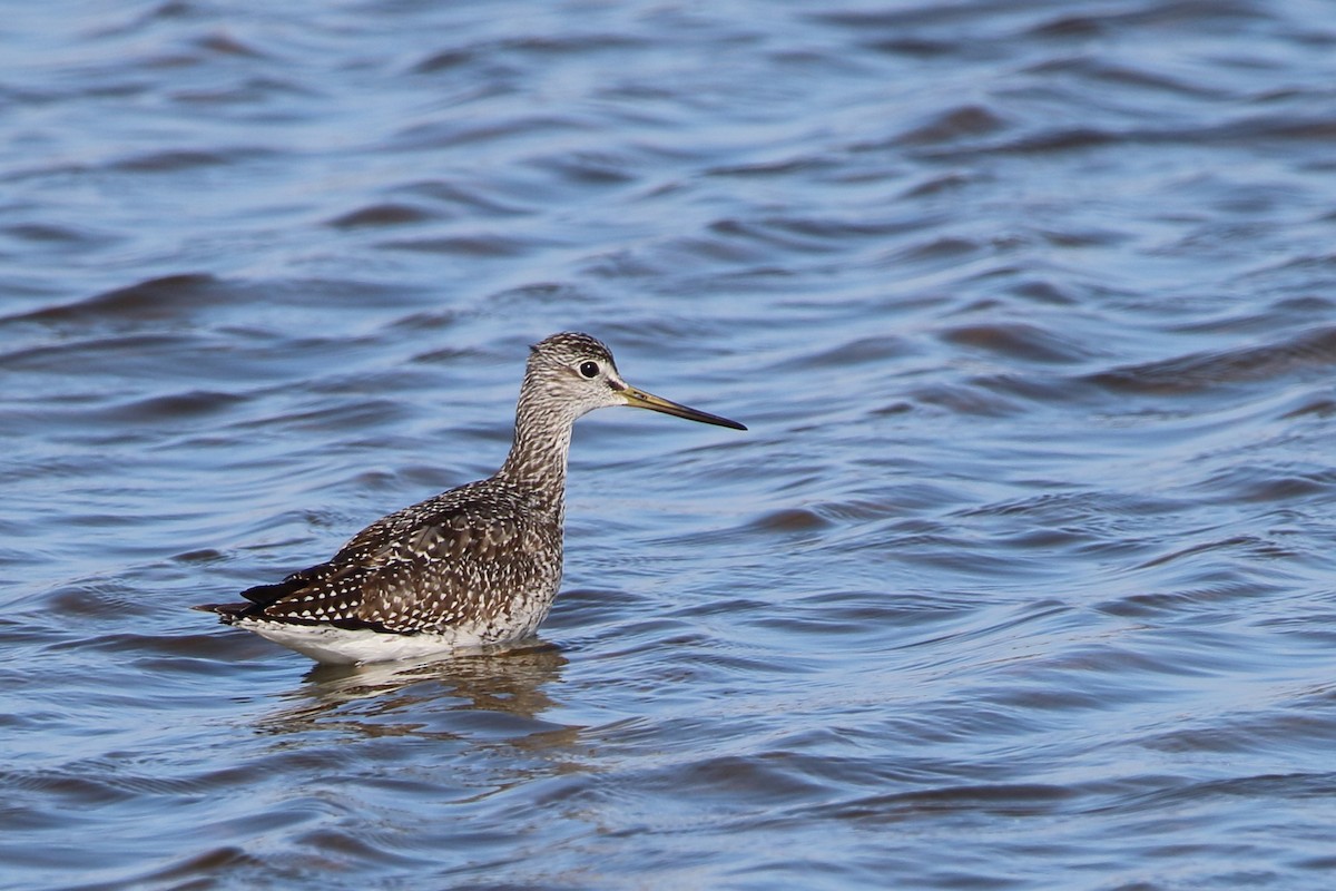 Greater Yellowlegs - ML644974179