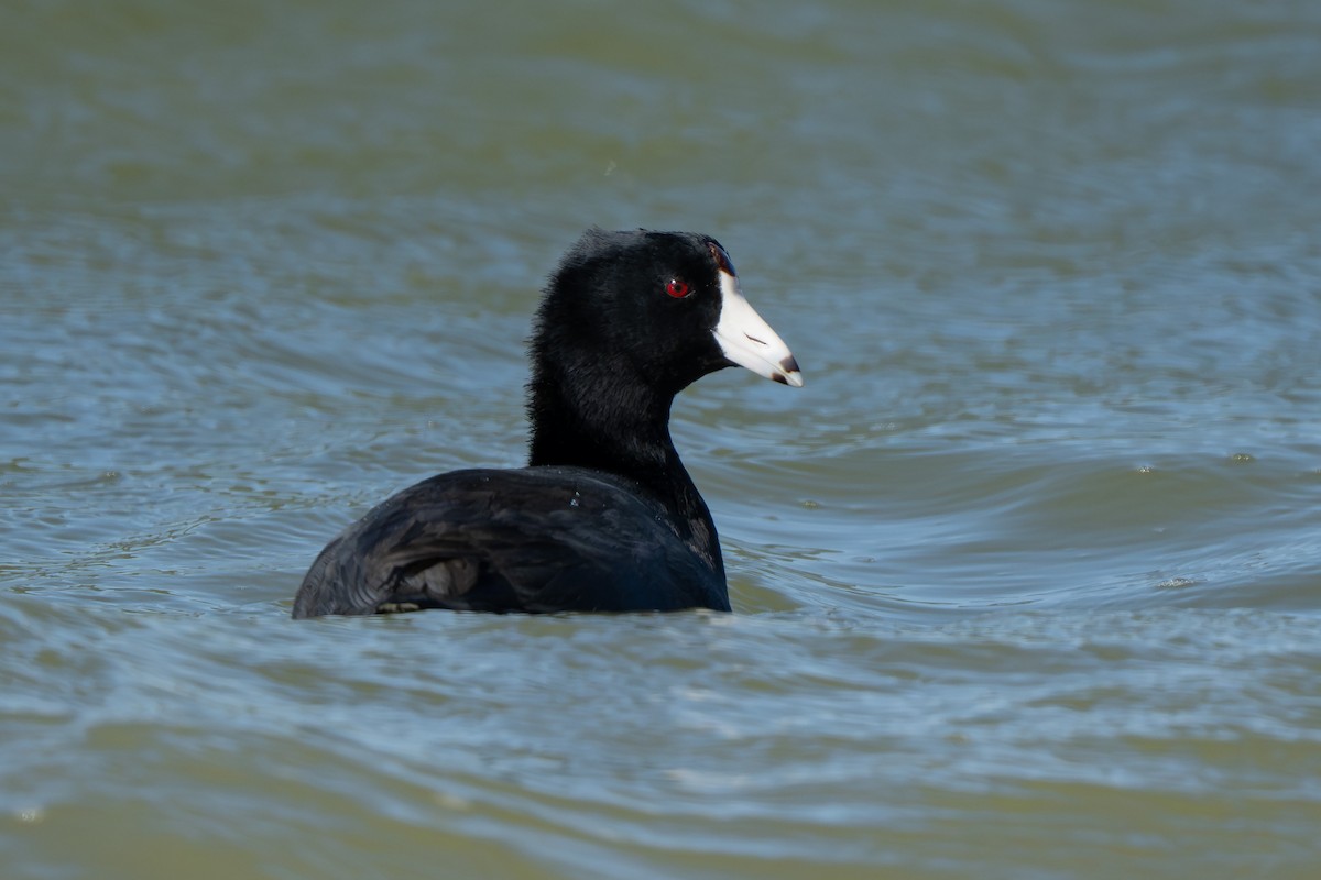 Focha Americana - ML644974182