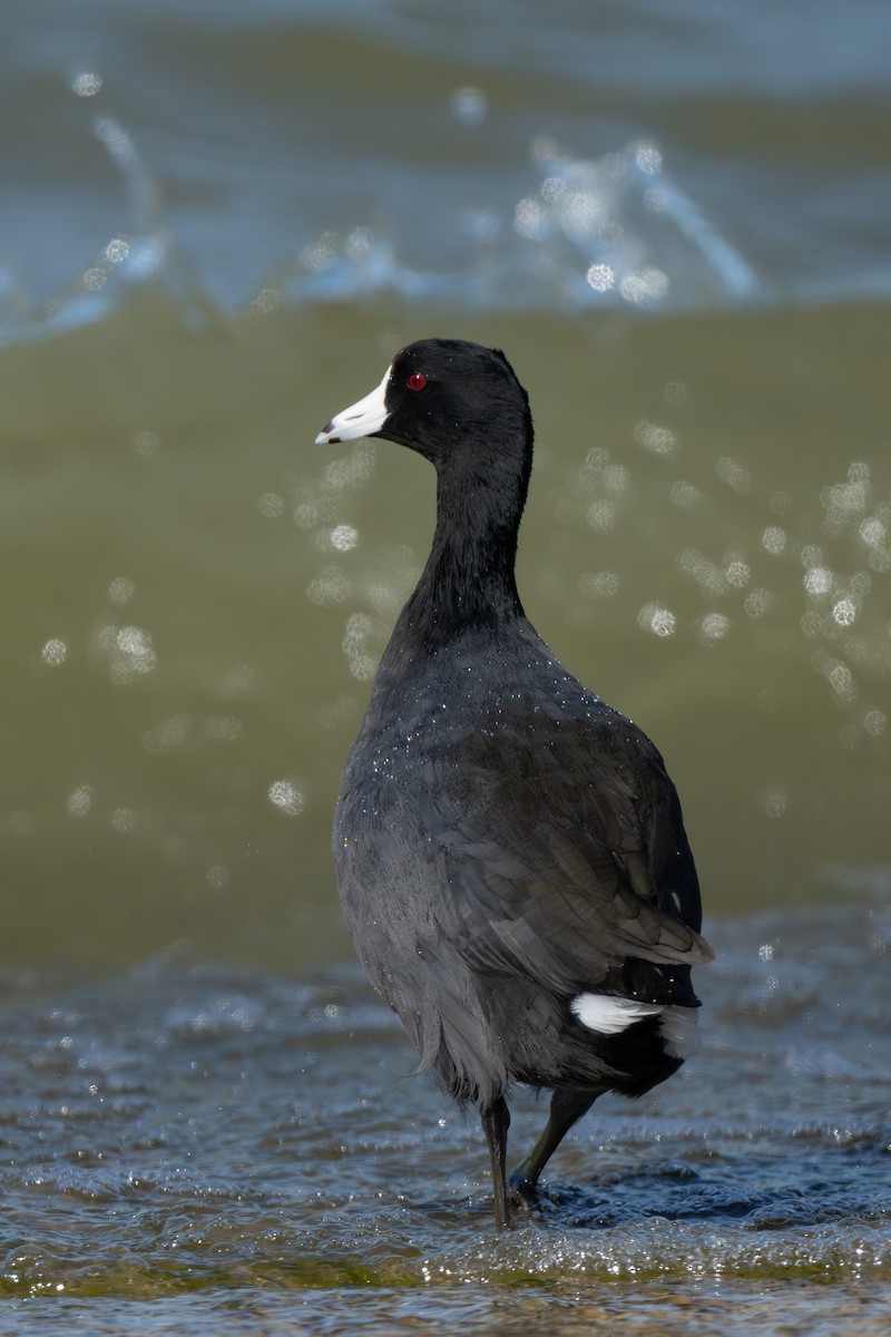 Focha Americana - ML644974183