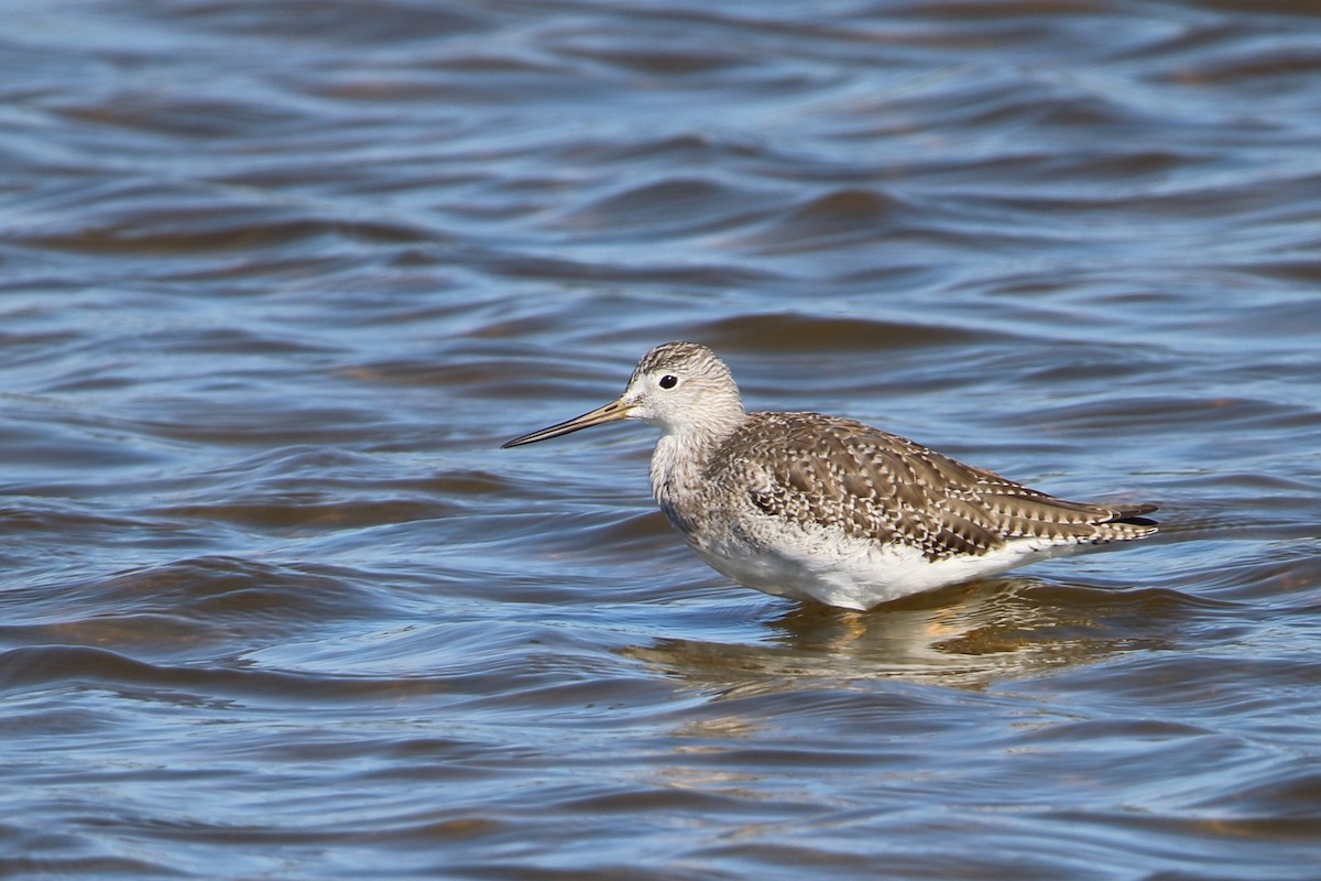 Greater Yellowlegs - ML644974184