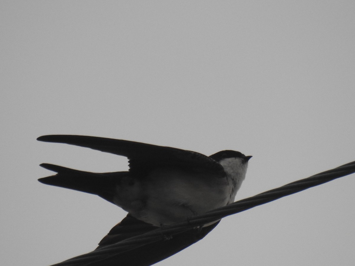 Hirondelle à diadème - ML644974185