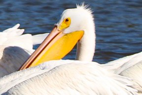 American White Pelican - ML644974189