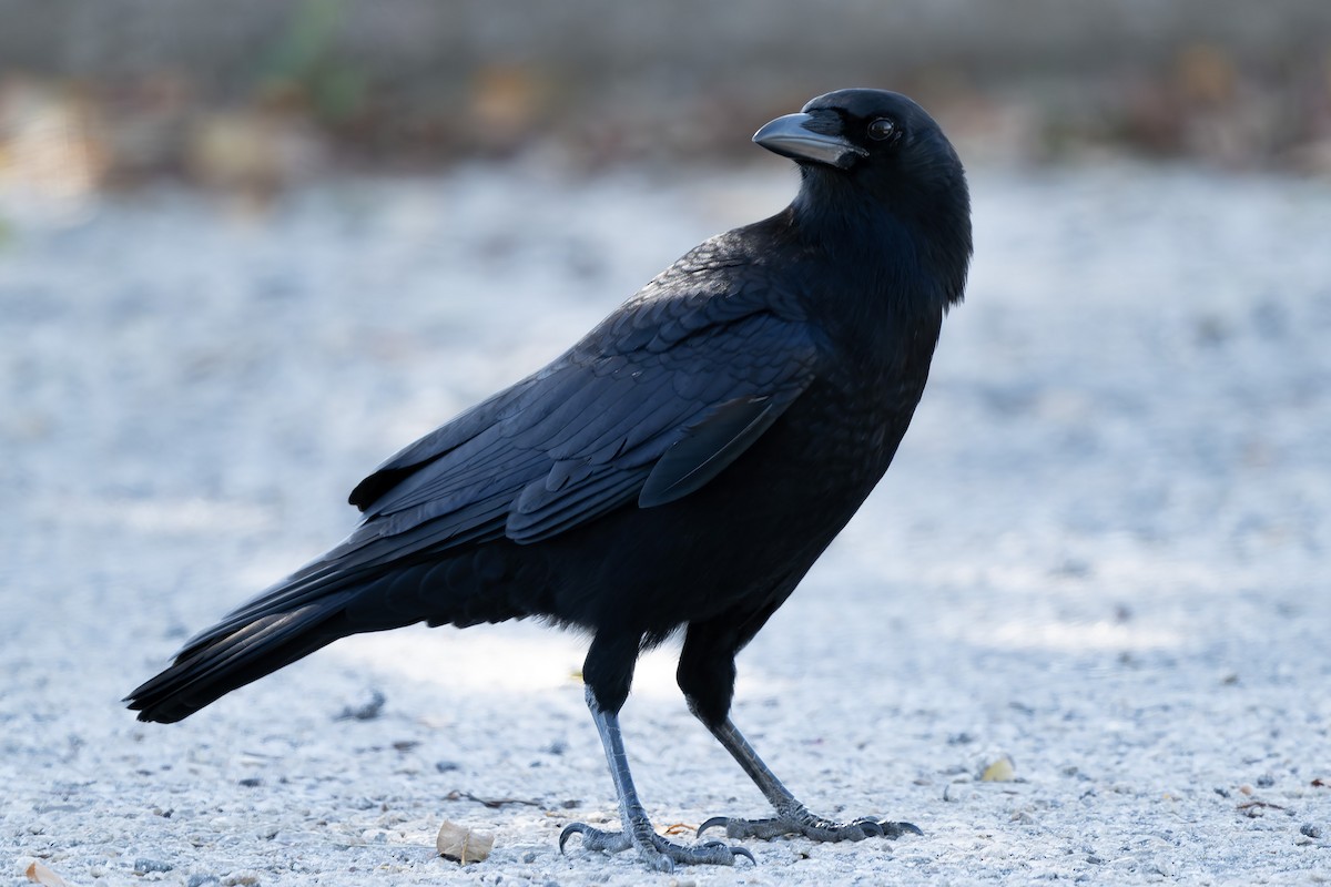 American Crow - ML644974193