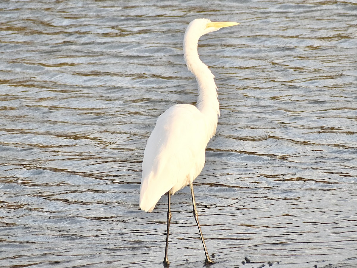 Great Egret - ML644974197