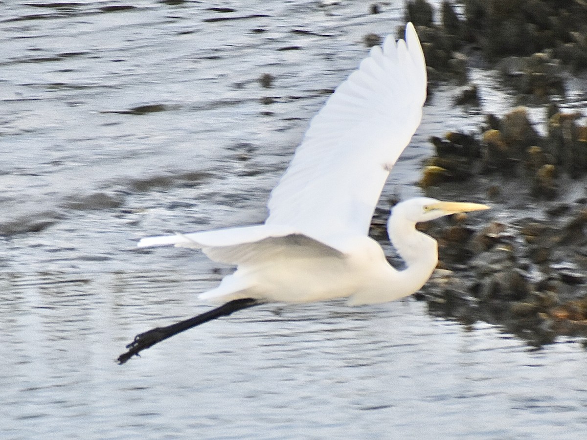 Great Egret - ML644974199
