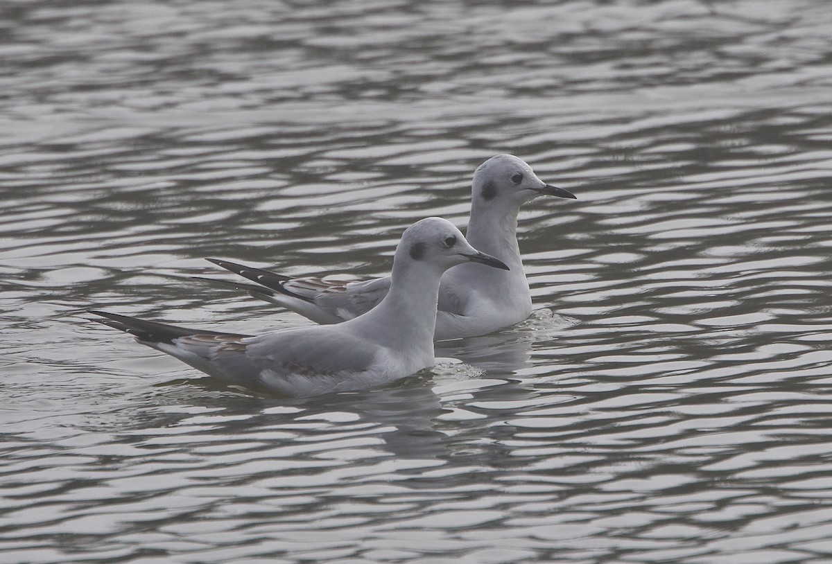 Bonaparte's Gull - ML644974210