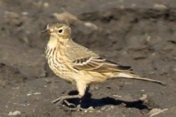 American Pipit - ML644974212