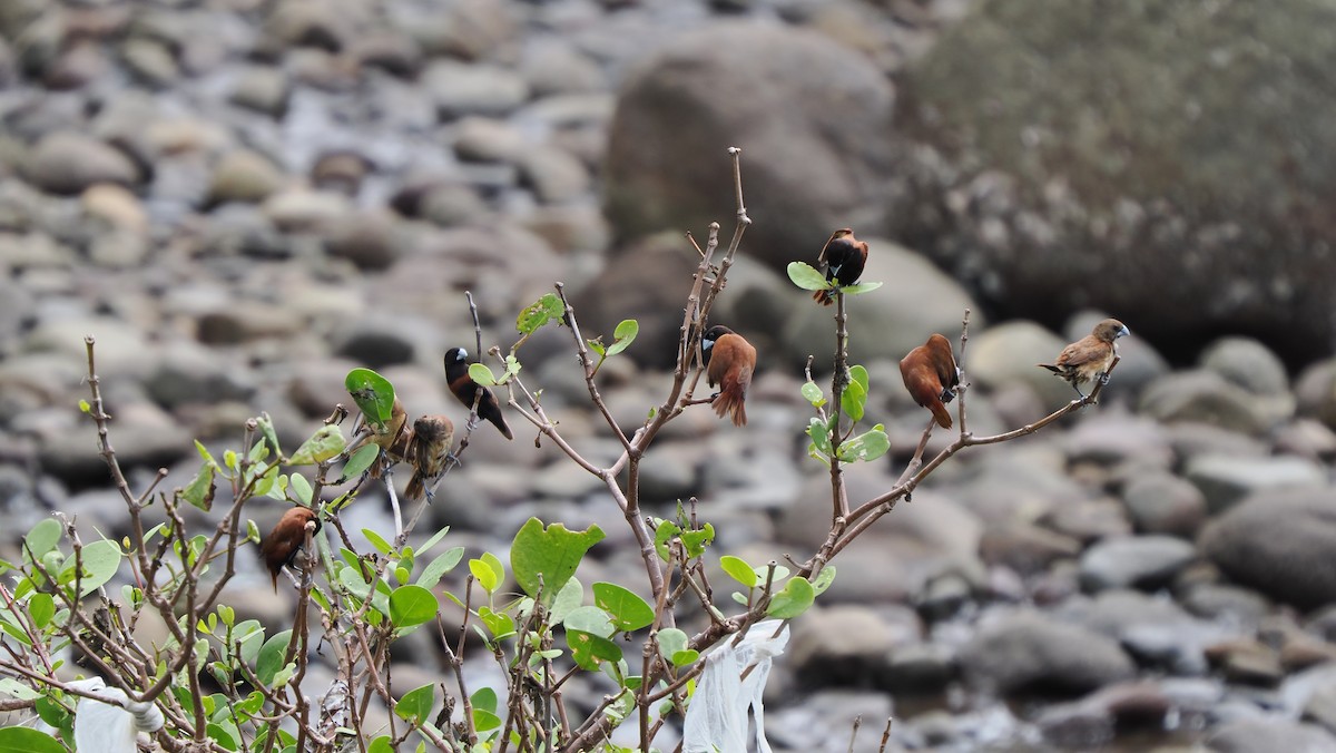 Chestnut Munia (Chestnut) - ML644974213