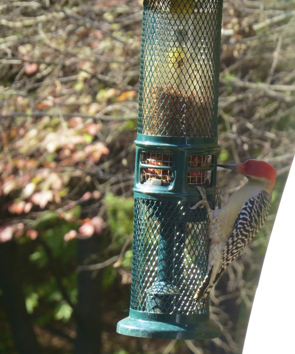 Red-bellied Woodpecker - ML644974214