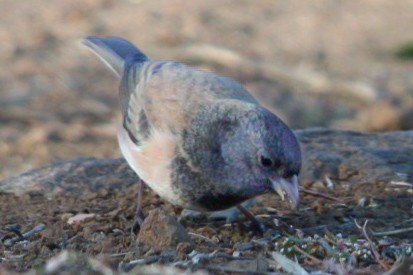 Dark-eyed Junco - ML644974239