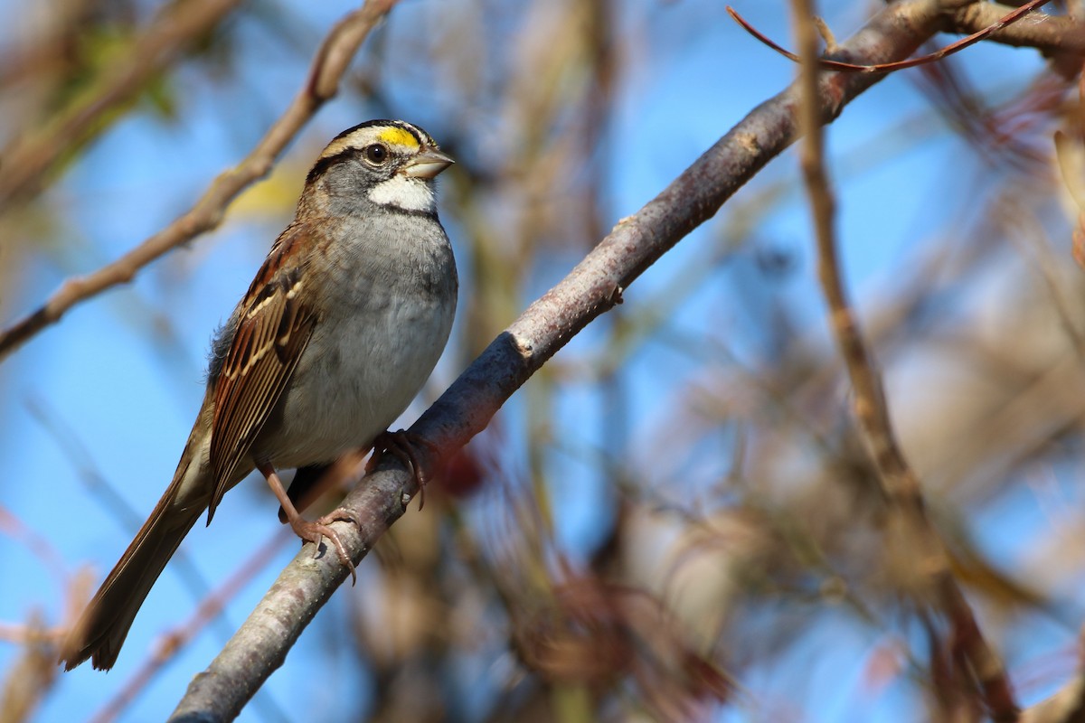 White-throated Sparrow - ML644974241