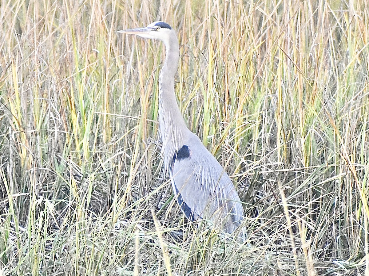 Great Blue Heron - ML644974246