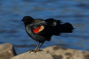 Red-winged Blackbird - ML644974250