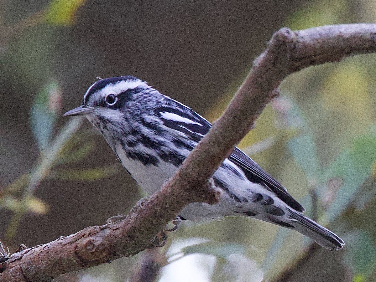 Black-and-white Warbler - ML644974254