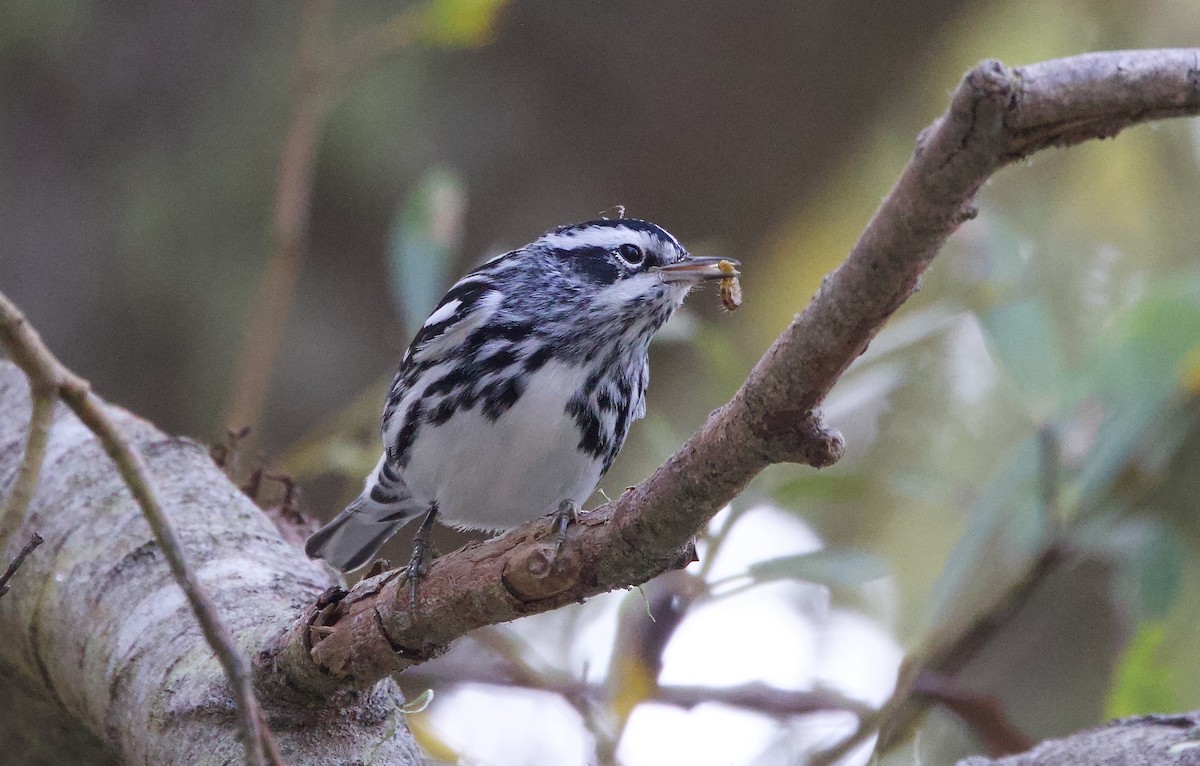 Black-and-white Warbler - ML644974256