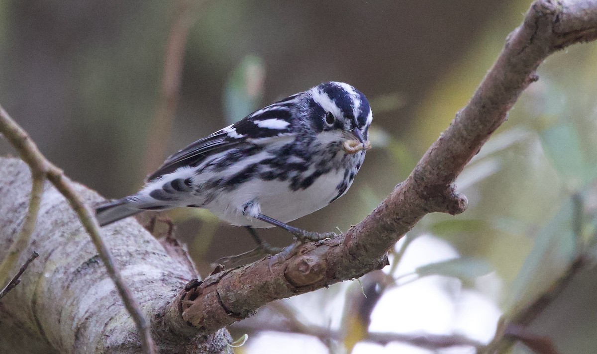 Black-and-white Warbler - ML644974257
