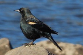 Tricolored Blackbird - ML644974262