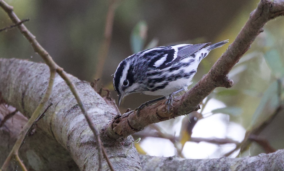 Black-and-white Warbler - ML644974263