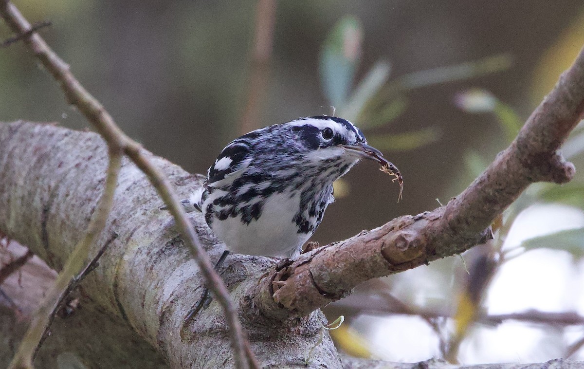 Black-and-white Warbler - ML644974264