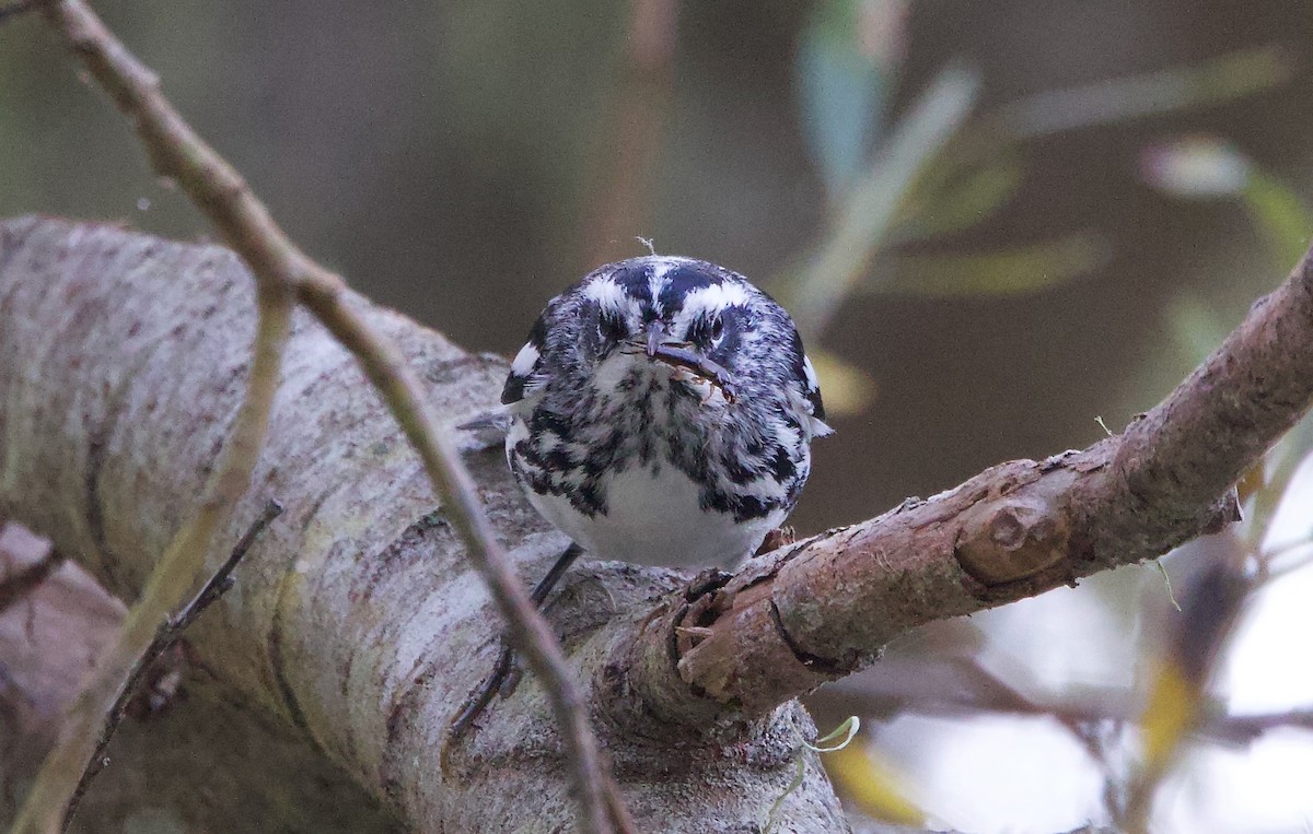 Black-and-white Warbler - ML644974266