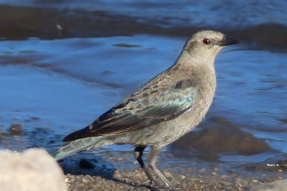 Brewer's Blackbird - ML644974276