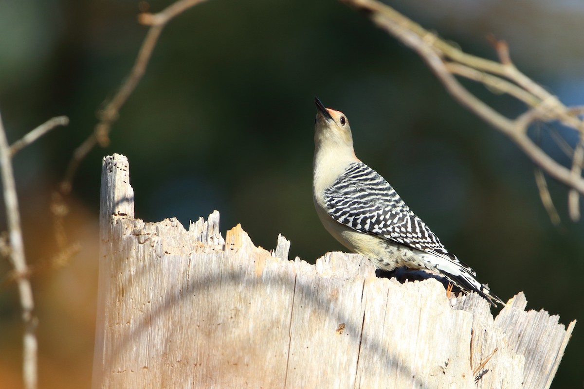 Red-bellied Woodpecker - ML644974280