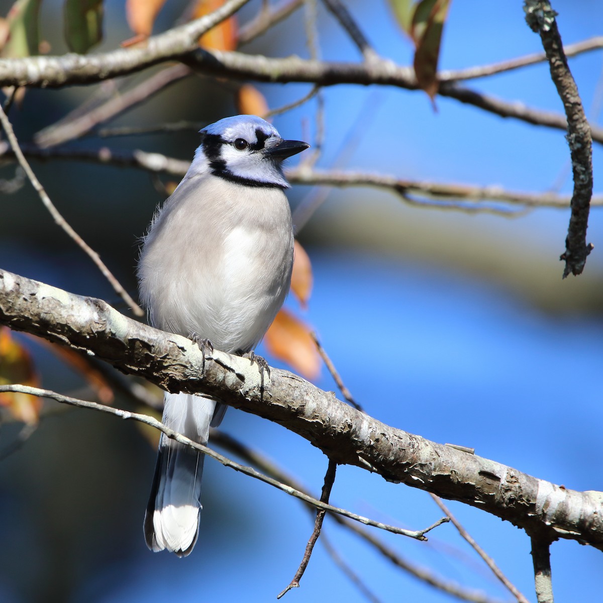 Blue Jay - ML644974289