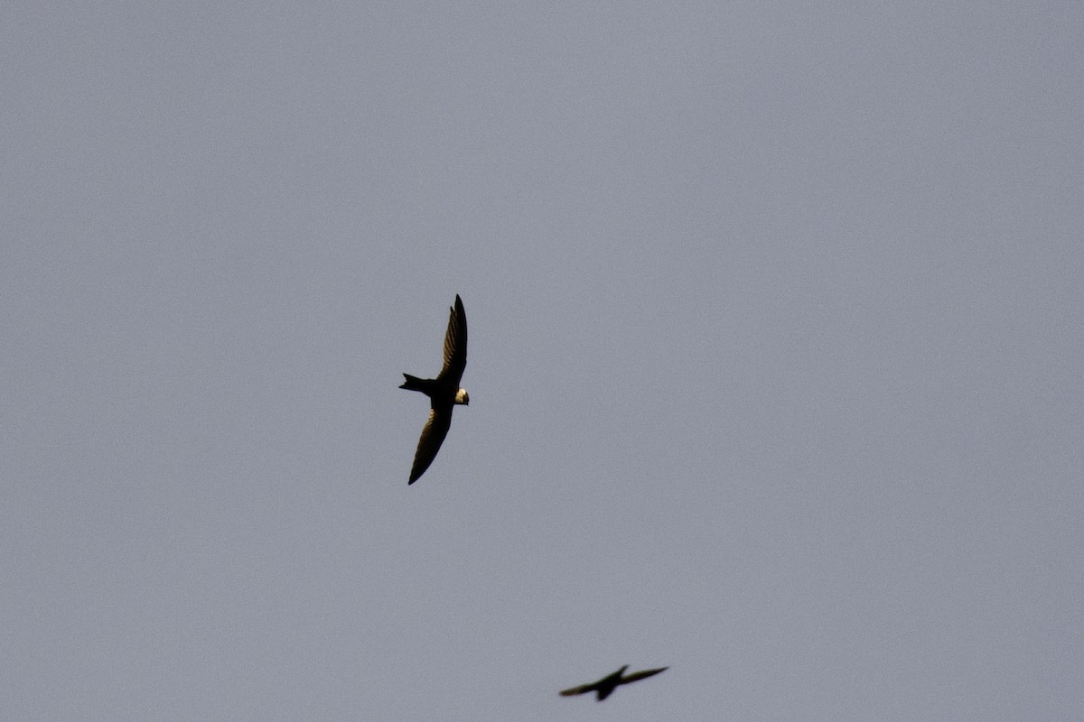 Vencejo Acollarado - ML644974307