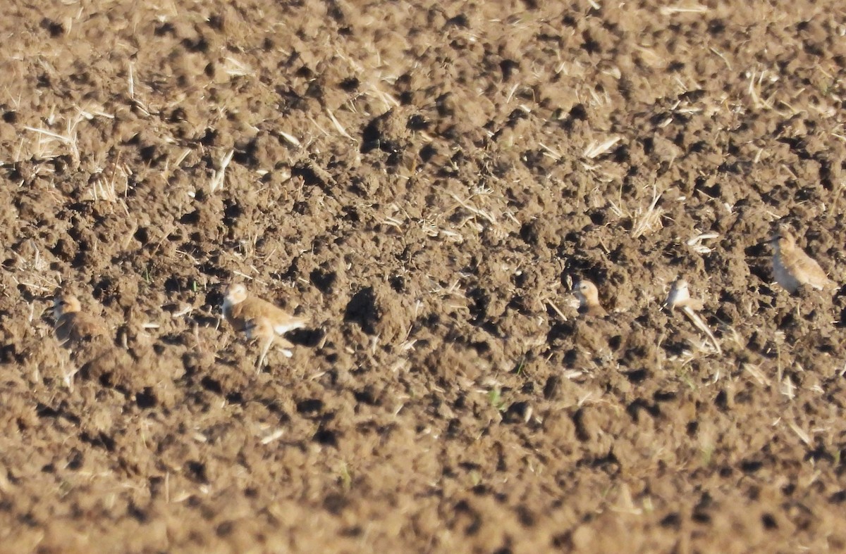 Горный зуёк - ML644974316