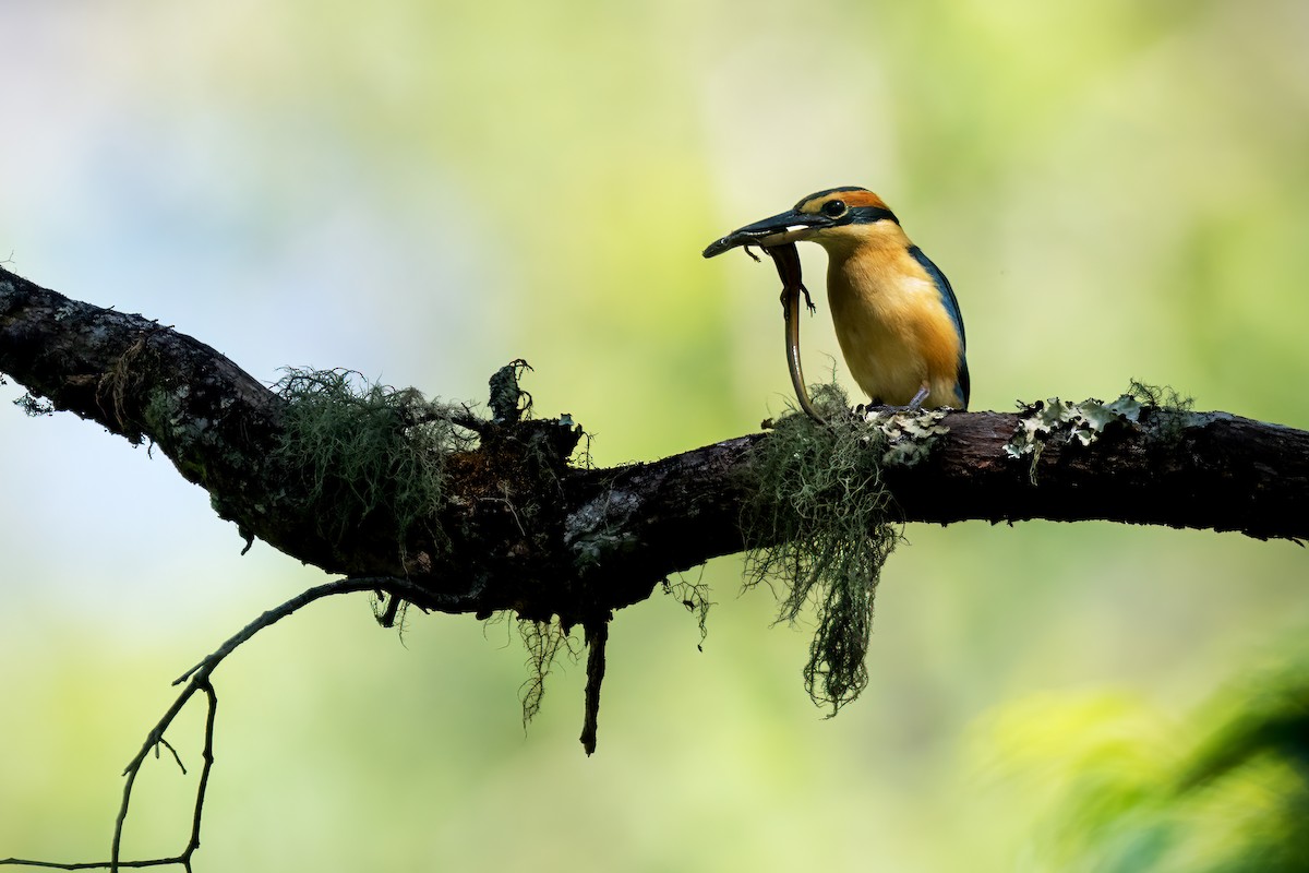 Cinnamon-banded Kingfisher - ML644974317