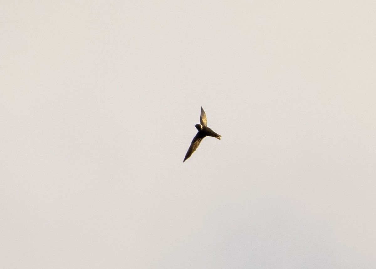 Vencejo Acollarado - ML644974318