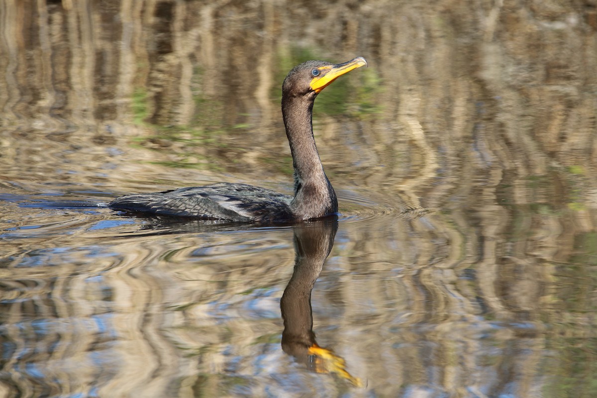 Double-crested Cormorant - ML644974326