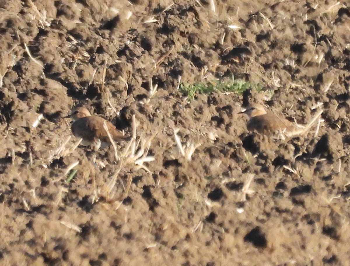 Горный зуёк - ML644974327