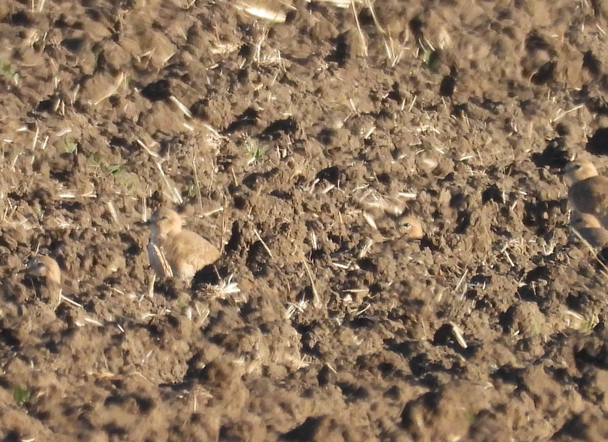 Горный зуёк - ML644974339