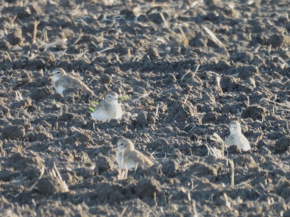 Горный зуёк - ML644974347