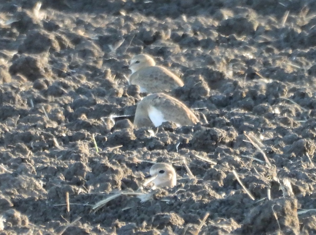 Горный зуёк - ML644974350