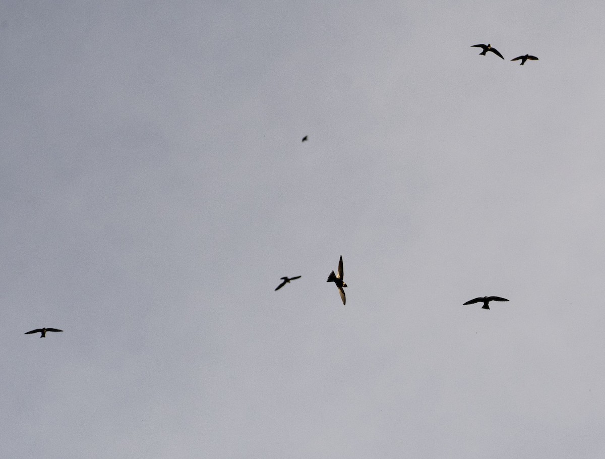 Vencejo Acollarado - ML644974351