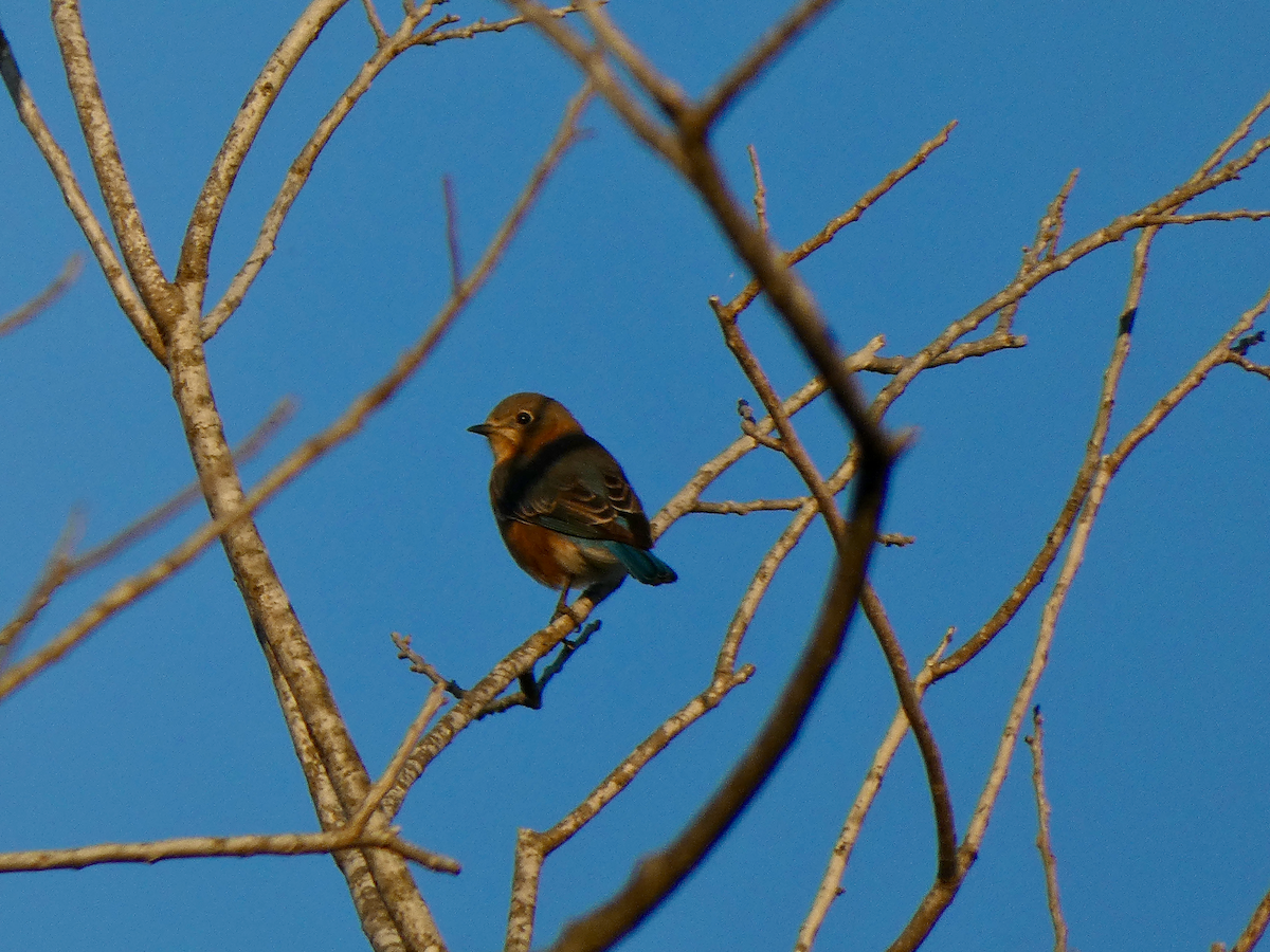 Eastern Bluebird - ML644974357