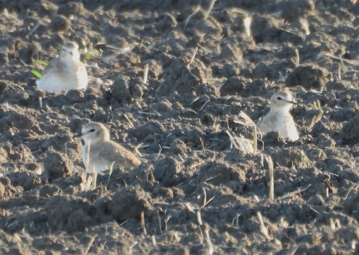 Горный зуёк - ML644974358